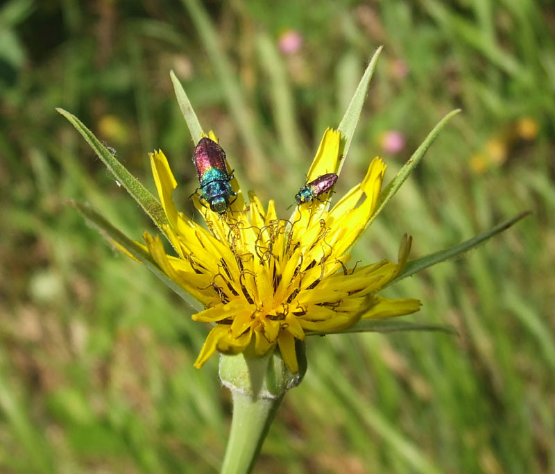 Tragopogon dubius / Barba di Becco a tromba
